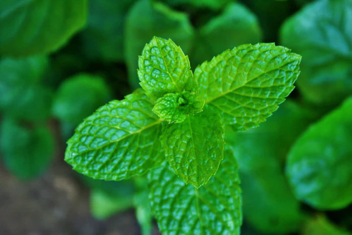 Menthe poivrée bio