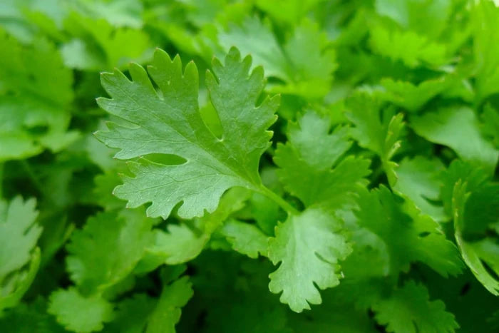 Feuille de persil bio