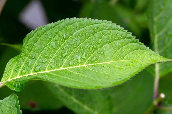 Chlorophylle végétale